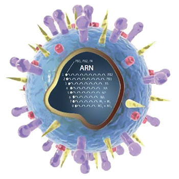 Virus Schema