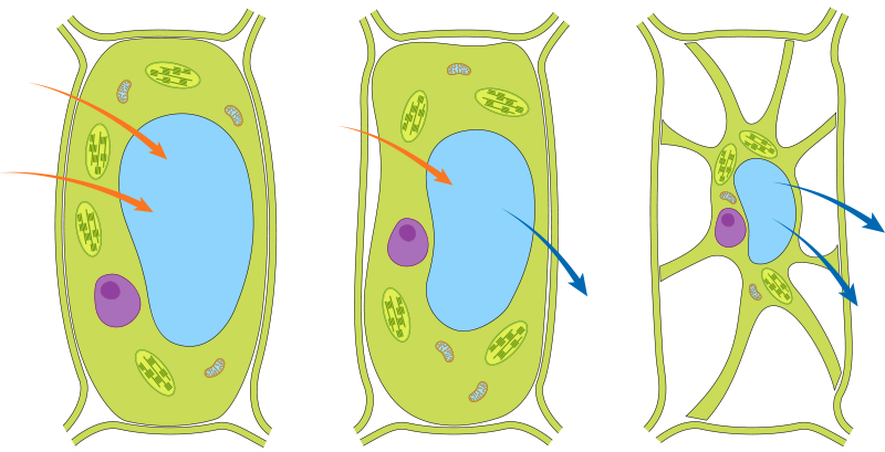 grafik zellen wasser