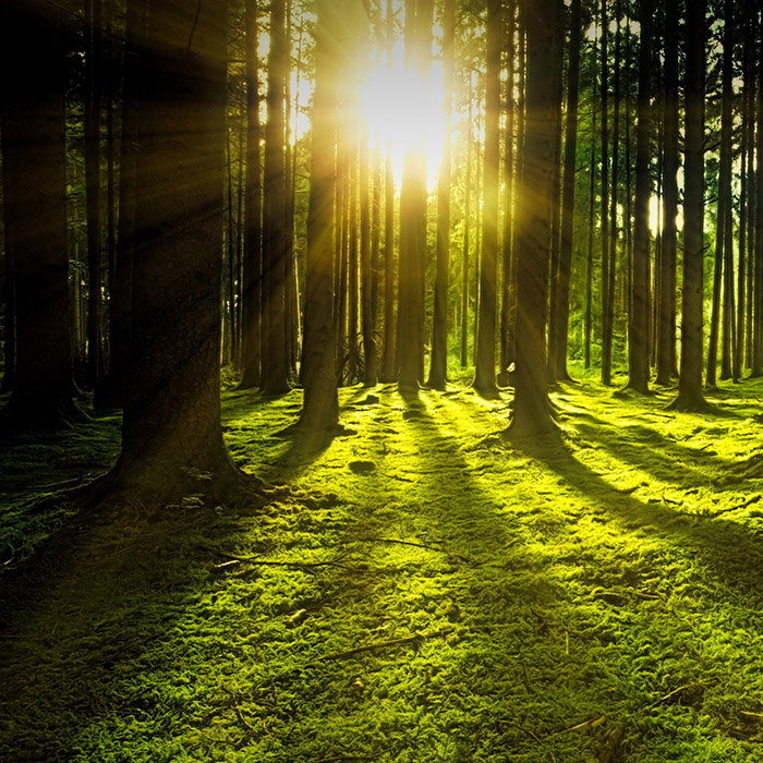 Wald mit Sonne Wald mit Sonne